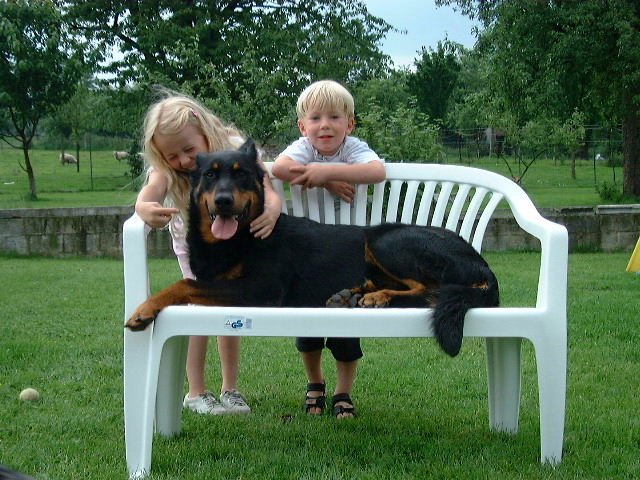 Strauss de la tuile aux loups (4)